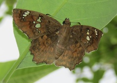Caprona ransonnettii