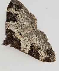 Xanthorhoe fluctuata