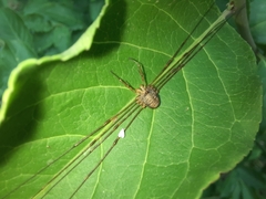 Dicranopalpus