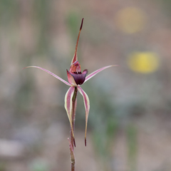 Caladenia reticulata