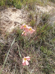 Moraea miniata