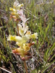 Lachenalia pallida