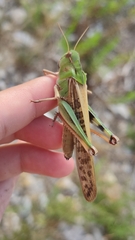 Locusta migratoria cinerascens