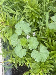 Malva
