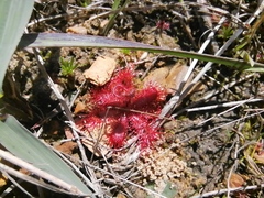 Drosera trinervia