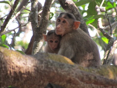 Macaca radiata