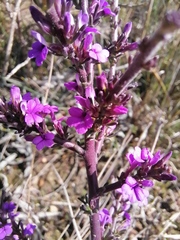 Muraltia macropetala