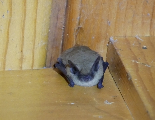 California Myotis (Myotis californicus), a species recorded in Arizona