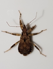 Himacerus mirmicoides