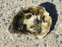 Crepidula convexa