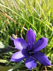 Babiana angustifolia