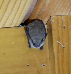 Myotis californicus