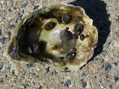 Crepidula convexa
