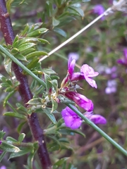 Muraltia macropetala