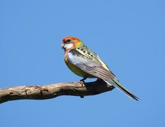 Platycercus eximius eximius