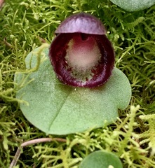 Corybas incurvus