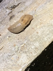 Ambigolimax valentianus