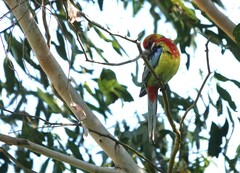 Platycercus eximius eximius
