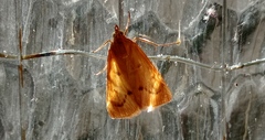 Achyra nudalis