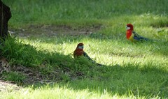 Platycercus eximius eximius