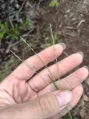 Digitaria violascens