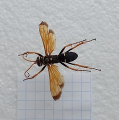 Parabatozonus lacerticida