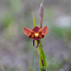 Diuris orientis