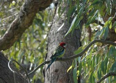 Platycercus eximius eximius