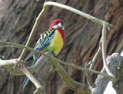 Platycercus eximius eximius