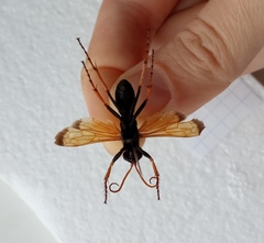 Parabatozonus lacerticida