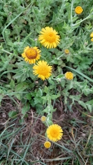Pulicaria dysenterica