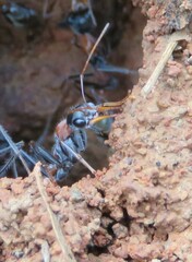 Myrmecia nigrocincta