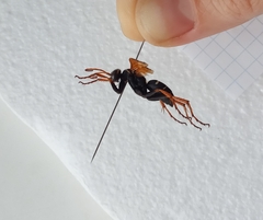 Parabatozonus lacerticida