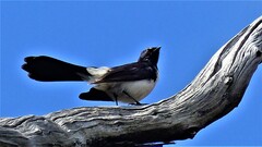 Rhipidura leucophrys