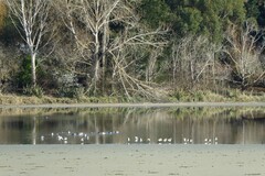Limosa lapponica