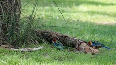 Platycercus eximius eximius