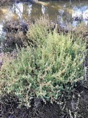 Sclerolaena muricata muricata