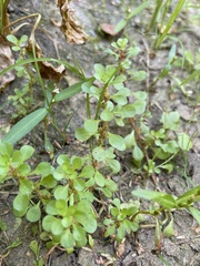 Lythrum portula