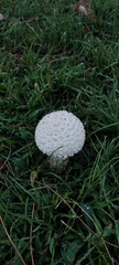 Saproamanita