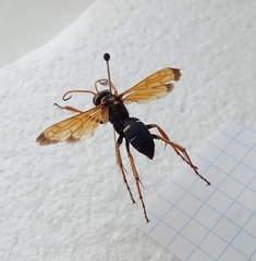 Parabatozonus lacerticida