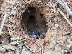 Myrmecia nigrocincta
