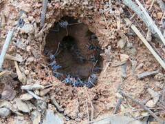 Myrmecia nigrocincta