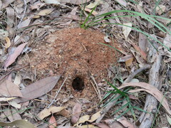 Myrmecia nigrocincta