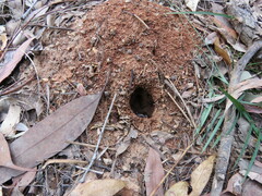 Myrmecia nigrocincta