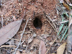 Myrmecia nigrocincta