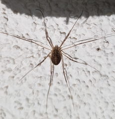 Opilio saxatilis