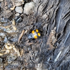 Nicrophorus vespilloides