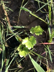 Ranunculus muricatus
