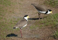 Vanellus miles novaehollandiae