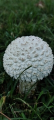 Saproamanita